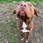 Ramzes 546/23 adopcja tymczasowa