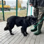 Znaleziono psa, Bydgoszcz, 19 listopada 2023