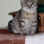 Kot do adopcji, Dłużyna Górna, 20 listopada 2023