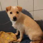 Pies do adopcji, Częstochowa, 14 września 2023