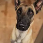 Pies do adopcji, Zielona Góra, 19 listopada 2023