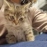 Kot do adopcji, Świdnica, 17 października 2023