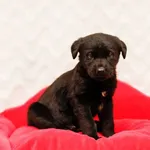 Pies do adopcji, Elbląg, 16 listopada 2023