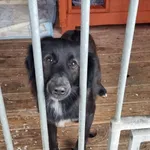 Pies do adopcji, Gorzów Wielkopolski, 21 listopada 2023