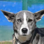 Ares