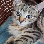Kot do adopcji, Orzechowce, 23 września 2023