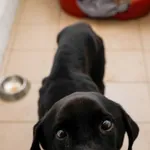 Pies do adopcji, Elbląg, 17 listopada 2023