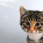 Kot do adopcji, Olsztyn, 3 listopada 2023