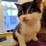 Kot do adopcji, Olsztyn, 3 listopada 2023