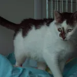 Kot do adopcji, Wysocko Wielkie, 21 listopada 2023