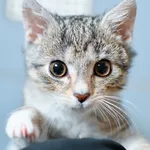 Kot do adopcji, Tychy, 7 października 2023