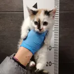 Przyjęty: 2023-11-22
Gmina: Chęciny
Płeć: Kotka
Opis: europejska, tricolor