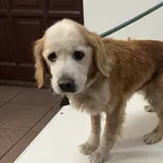 Zabrany pies z ul. Bednorza