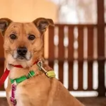 Sky (czyt. Skaj) 1690/23