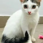 Kot do adopcji, Piła, 25 sierpnia 2023