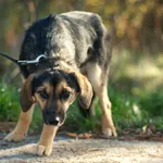 Pies do adopcji, Nowodwór, 23 listopada 2023