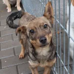 Pies do adopcji, Częstochowa, 21 października 2023
