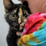 Kot do adopcji, Piła, 16 października 2023