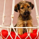 Pies do adopcji, Elbląg, 22 listopada 2023