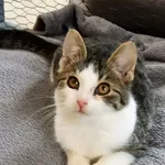 Kot do adopcji, Piła, 25 sierpnia 2023