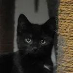 Kot do adopcji, Olsztyn, 14 października 2023