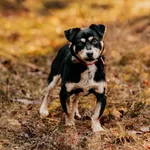 Pies do adopcji, Czartki, 24 listopada 2023