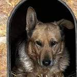 Pies do adopcji, Orzechowce, 25 listopada 2023