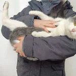 Kot do adopcji, Racławice, 25 listopada 2023