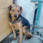 Pies do adopcji, Racławice, 24 listopada 2023