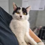 Kot do adopcji, Świdnica, 7 listopada 2023