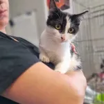 Kot do adopcji, Świdnica, 7 listopada 2023