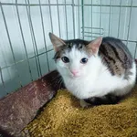 Kot do adopcji, Racławice, 22 listopada 2023