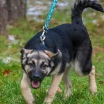 Pies do adopcji, Sopot, 28 listopada 2023