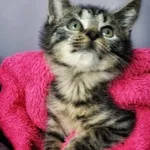 Kot do adopcji, Piła, 27 października 2023
