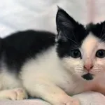 Kot do adopcji, Radom, 29 listopada 2023