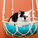 Kot do adopcji, Elbląg, 30 listopada 2023