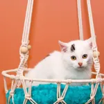 Kot do adopcji, Elbląg, 30 listopada 2023