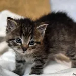 Kot do adopcji, Radom, 29 listopada 2023