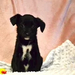 Pies do adopcji, Chełmek, 28 września 2023