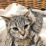 Kot do adopcji, Bytom, 30 listopada 2023