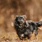 Pies do adopcji, Czartki, 1 grudnia 2023