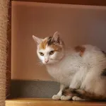 Kot do adopcji, Tychy, 9 listopada 2023