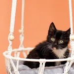 Kot do adopcji, Elbląg, 24 listopada 2023