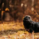 Pies do adopcji, Czartki, 29 listopada 2023