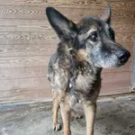Znaleziono psa, Sosnowiec, 1 grudnia 2023