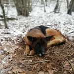 Znaleziono psa, Krzewo, 2 grudnia 2023