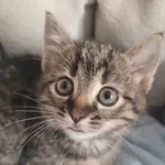 6- tygodniowa, pręgowana Kruszynka (z rudym noskiem), powoli rozgląda się za nowym domkiem. Schronisko to nie jest dobre miejsce dla takich maleństw, dlatego nie pozwólmy jej zbyt długo czekać na miło