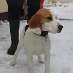 Znaleziono psa, Łódź, 3 grudnia 2023
