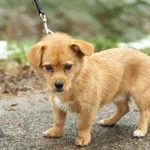 Pies do adopcji, Nowodwór, 2 grudnia 2023