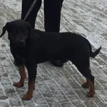 Znaleziono psa, Tatary, 1 grudnia 2023